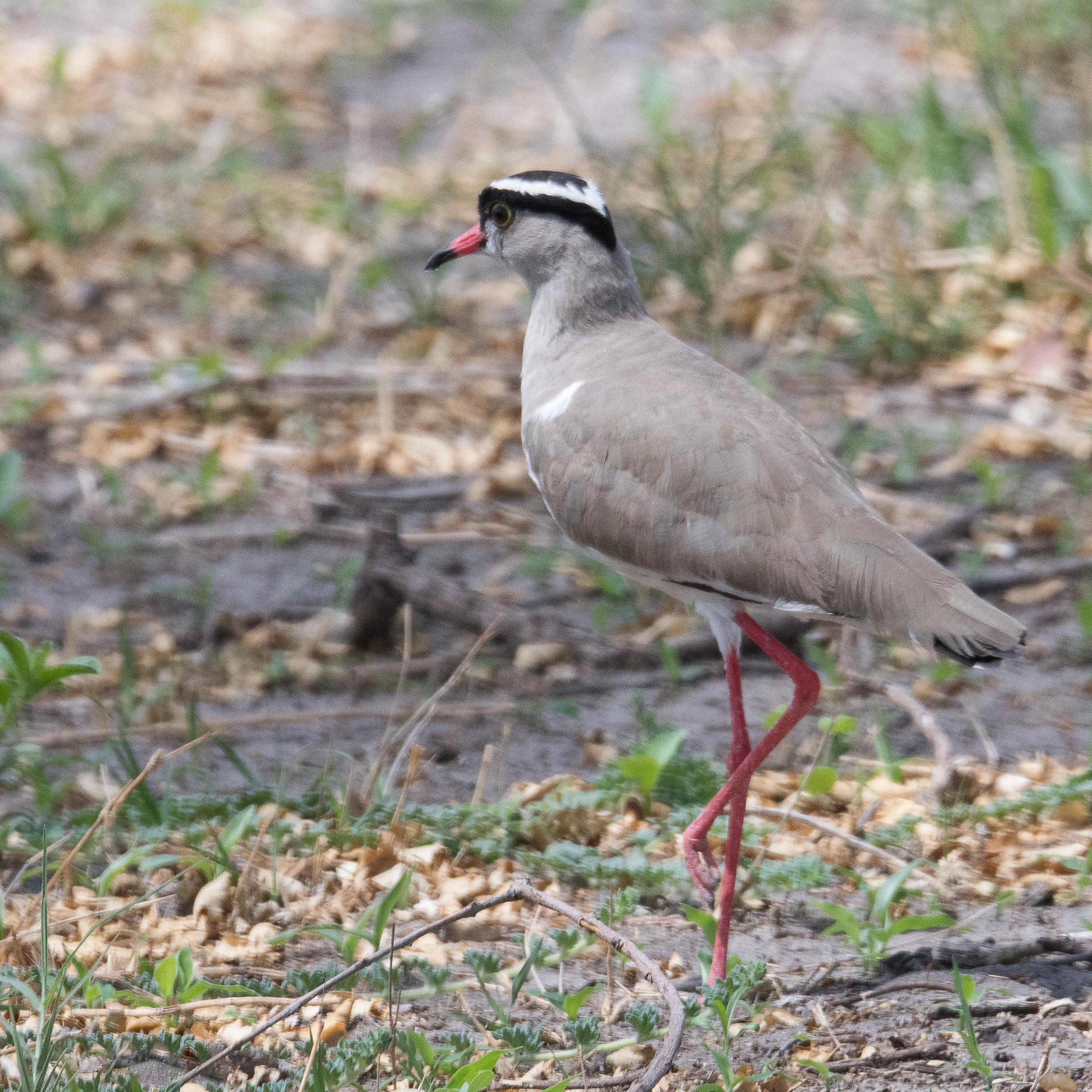 Vanneau couronné adulte (Crowned lapwing, Vanellus coronatus) Kwando reserve, Delta de l'Okavango, Botswana.